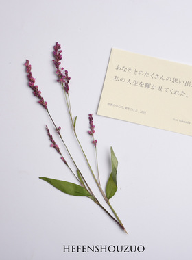 红草花真花压花辣廖植物标本ins滴胶杯垫材料diy幼儿园手工材料