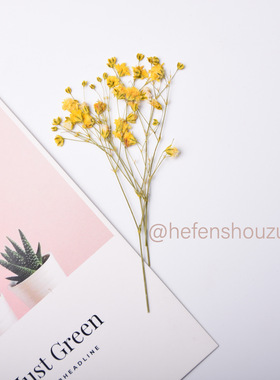 多色滴胶植物标本枝装满天星干花