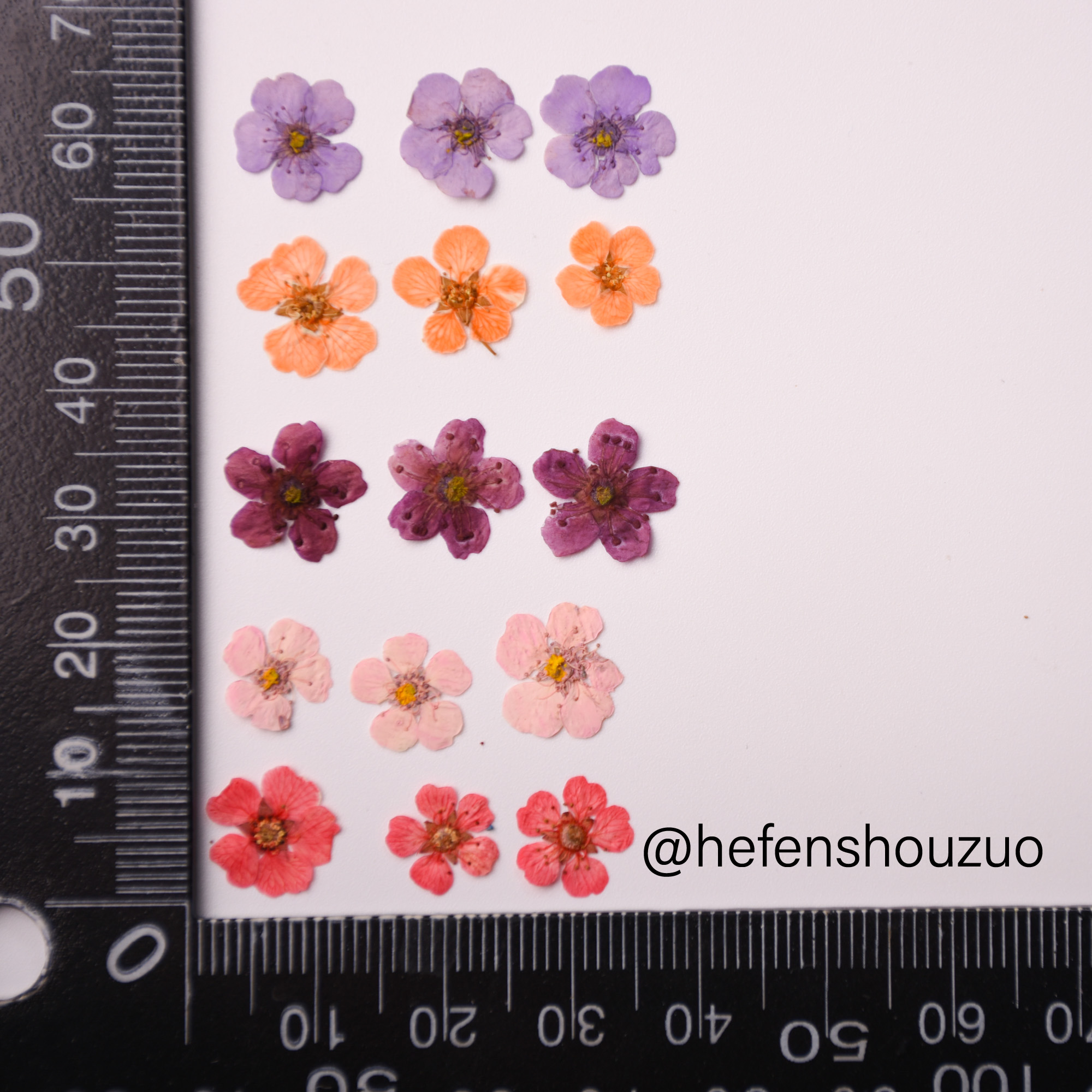 水仙花 迷你真花压花 滴胶压花手机壳材料 美妆贴ins网红同款,淘宝优惠券,粉丝福利购,淘宝优惠卷