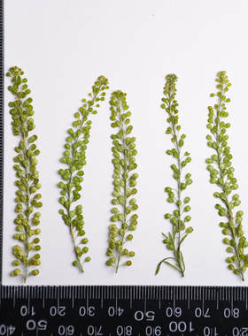 河粉手作ins风干花植物独行菜干花ins小清新真花diy杯垫手工材料
