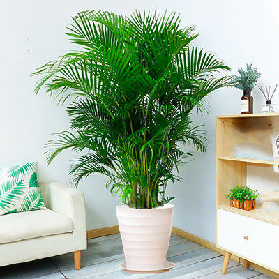 散尾葵盆栽 凤尾竹室内客厅大型绿植 袖珍叶夏威夷盆景富贵椰花卉,淘宝优惠券,粉丝福利购,淘宝优惠卷