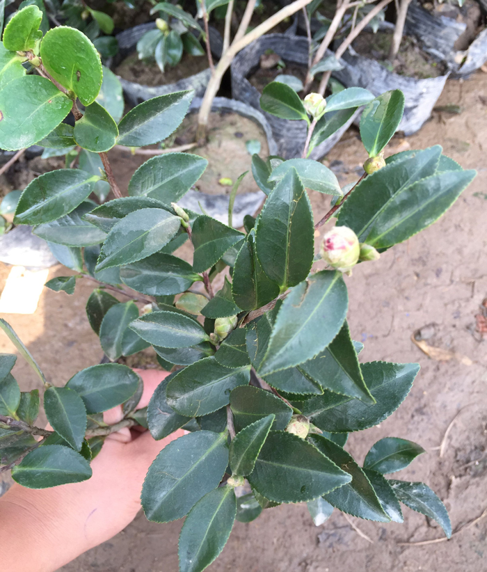 茶梅 植物盆栽 年宵花卉 茶梅花苗 茶梅盆栽 包邮易活 带花苞发货 - 图0