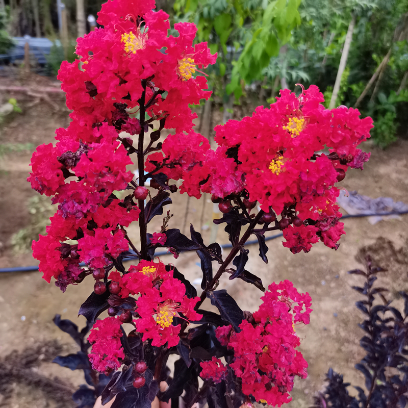 丹红紫叶紫薇花盆栽庭院阳台种植风景树名贵美国红花红叶紫薇树苗 - 图0