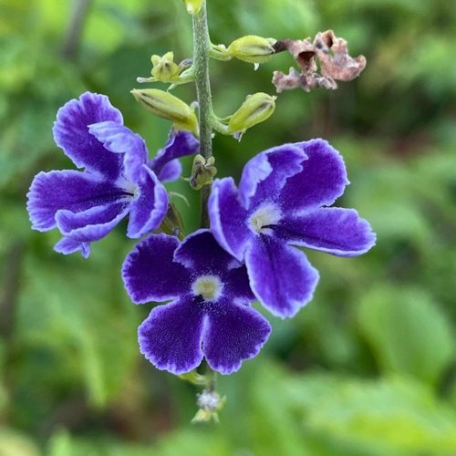 香水连翘花盆栽蕾丝金露花巧克力花棒棒糖香水味庭院花木多季开花 - 图0