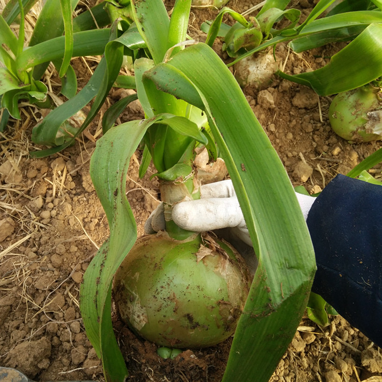 虎眼万年青种球盆栽 多肉植物又名海葱可食用入药汗汉旱三奇七 - 图0