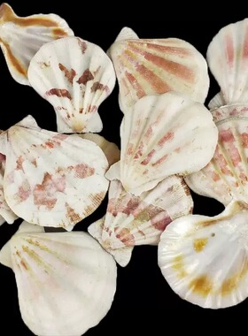 DIY材料天然小海螺贝壳 100克1袋 微景观批发鱼缸造景地中海摆件