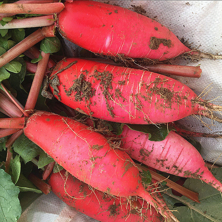 2026新鲜辣萝卜红皮白肉萝卜泡菜萝卜9斤应季蔬菜农家非水果萝卜,淘宝优惠券,粉丝福利购,淘宝优惠卷