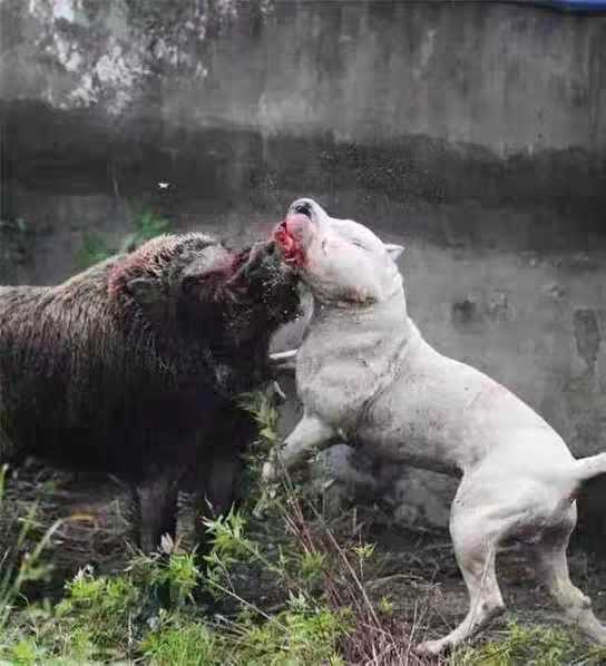 纯种杜高犬阿根廷打猎野猪杜高犬幼犬活体猎犬大骨架血统猎狗幼崽-图3