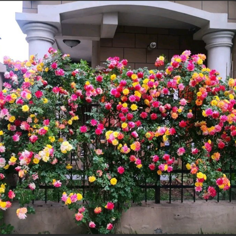 “藤彩虹Rattan Rainbow”经典藤本月季一树多色花抗性好耐晒 - 图2