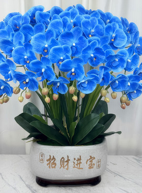高档仿真蝴蝶兰花新款手感保湿