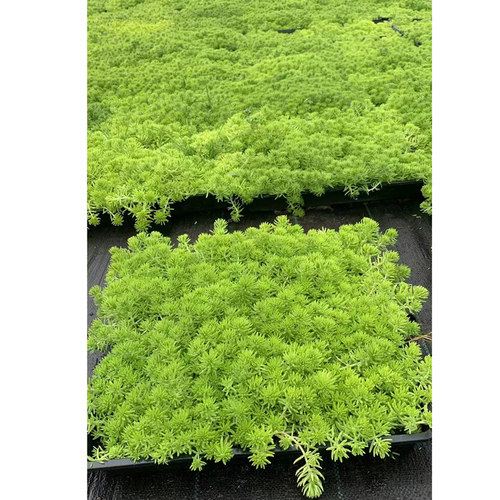 黄金佛甲草皮盆栽耐热耐寒四季常绿地被花镜植物庭院假山造景小叶 - 图2