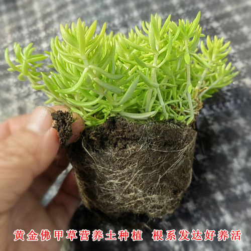 黄金佛甲草皮盆栽耐热耐寒四季常绿地被花镜植物庭院假山造景小叶 - 图0