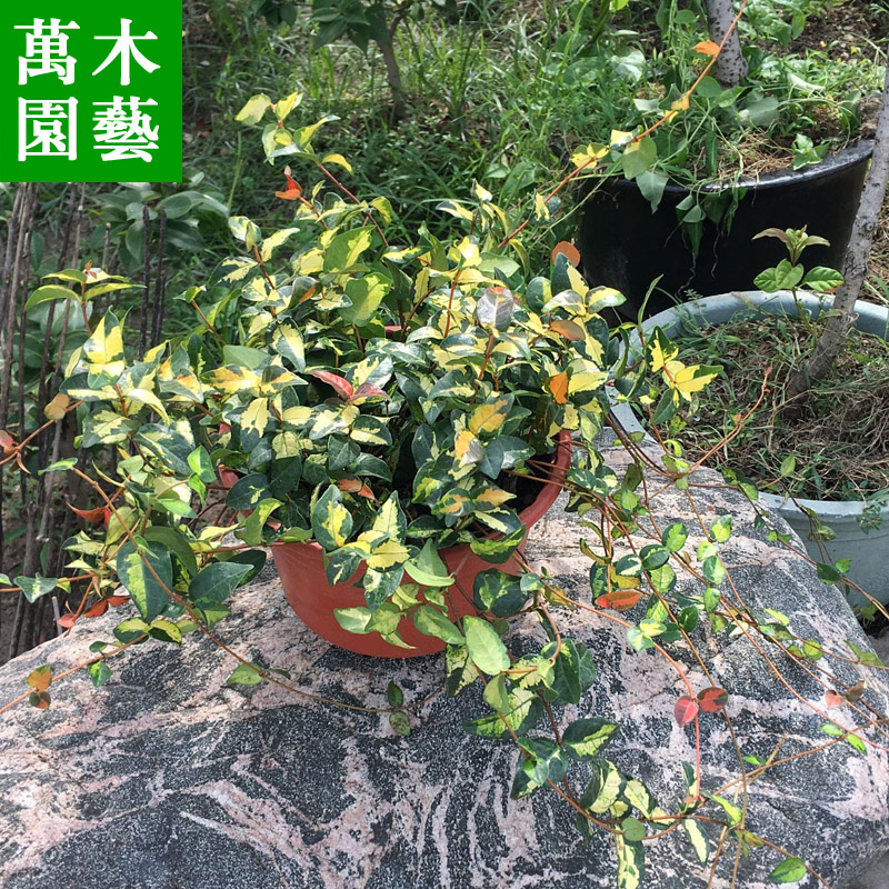 花叶络石盆栽吊兰彩叶黄金藤阳台庭院 热品库 性价比省钱购 花叶络石盆栽吊兰彩叶黄金藤阳台庭院 热品库 性价比省钱购