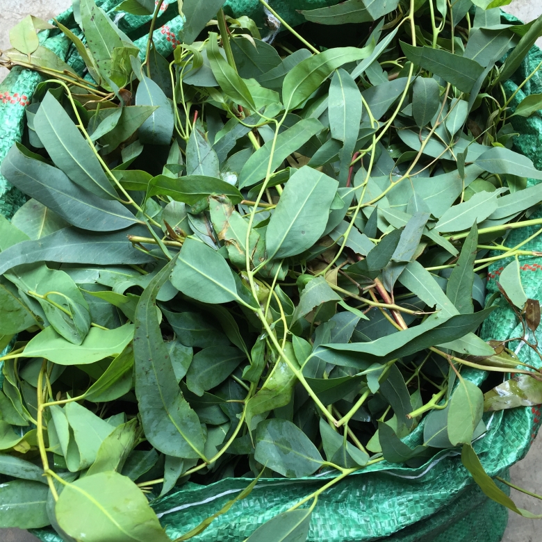 春木家 尤加利純露500ml 清爽抗炎 緩解紅腫 控油 粉刺痘痘 包郵