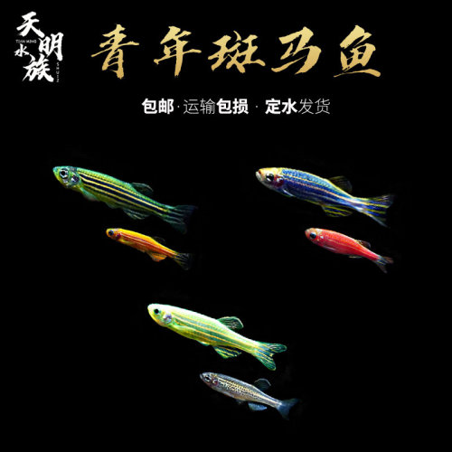 荧光斑马鱼灯科鱼活体冷热水练手宝莲红绿灯小型热带观赏孔雀鱼 - 图1