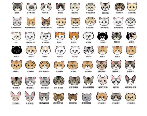 新款超轻防丢牌猫牌猫咪身份牌宠物猫咪名牌定制项圈刻字电话挂牌 - 图2