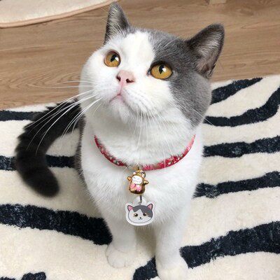 新款超轻防丢牌猫牌猫咪身份牌宠物猫咪名牌定制项圈刻字电话挂牌 - 图3