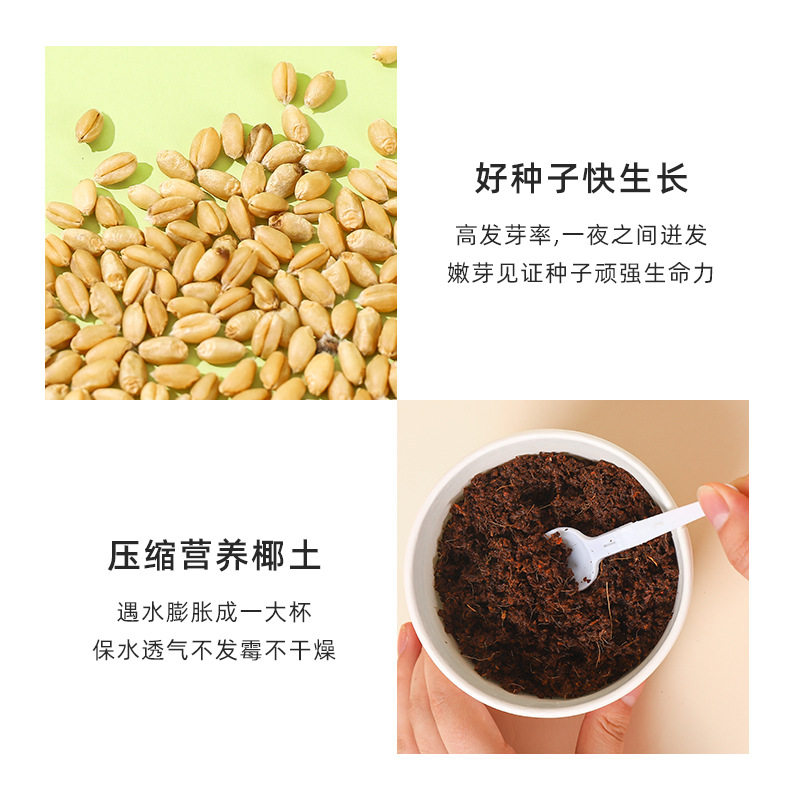 天然小麦猫草片网红去毛球化毛猫咪罐头零食猫薄荷水培盆栽已种好