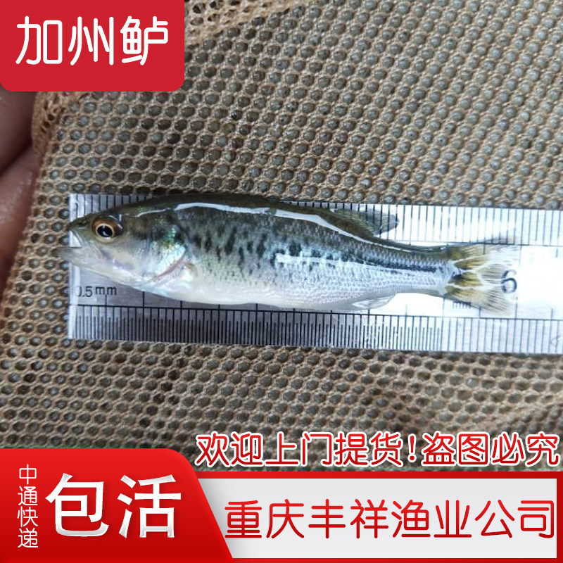 肉食鱼鲈鱼苗淡水马口鱼苗金沙鲈鲤 看看券