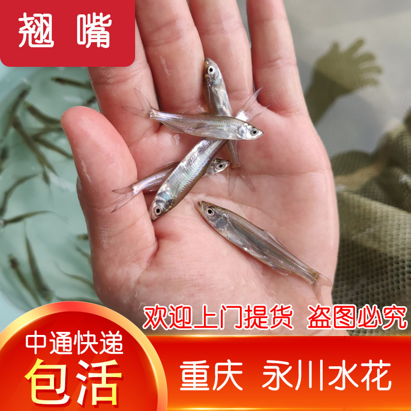 肉食鱼鲈鱼苗淡水马口鱼苗金沙鲈鲤 看看券