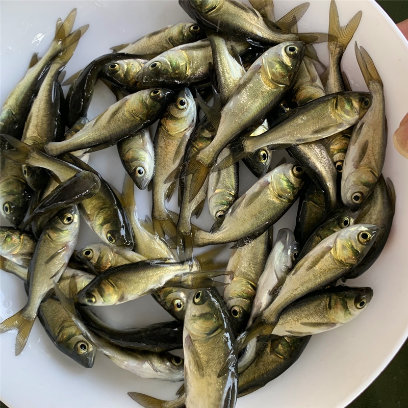 花鲢鱼苗大头鱼苗小鱼苗半斤胖头淡水鳙鱼鱼苗花白鲢鱼重庆水花鱼 花鲢鱼苗大头鱼苗小鱼苗半斤胖头淡水鳙鱼鱼苗花白鲢鱼重庆水花鱼