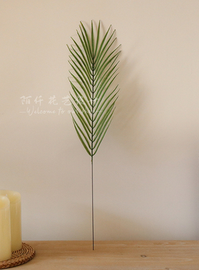 森系装饰造景植物散尾葵彩色绿叶