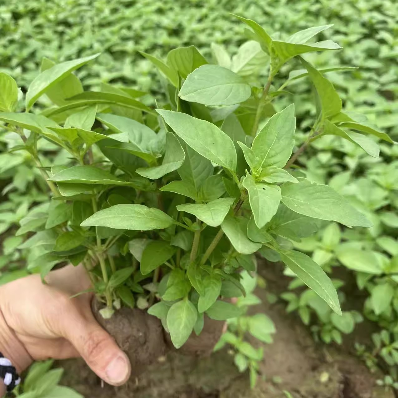 新鲜荆芥菜带原土发货可吃可种河南特产大叶荆芥苗盆栽新鲜食用 - 图0