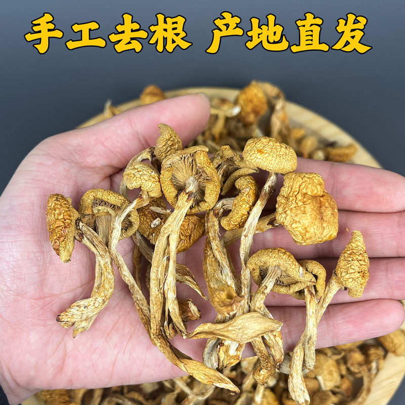 东北干滑子菇黄蘑菇干货菌菇无根肉厚非野生小鸡炖蘑菇口感嫩滑 - 图1