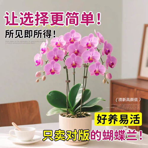 蝴蝶兰带花盆栽办公室内桌面鲜花盆景客厅真花卉兰花大苗四季好养 - 图0