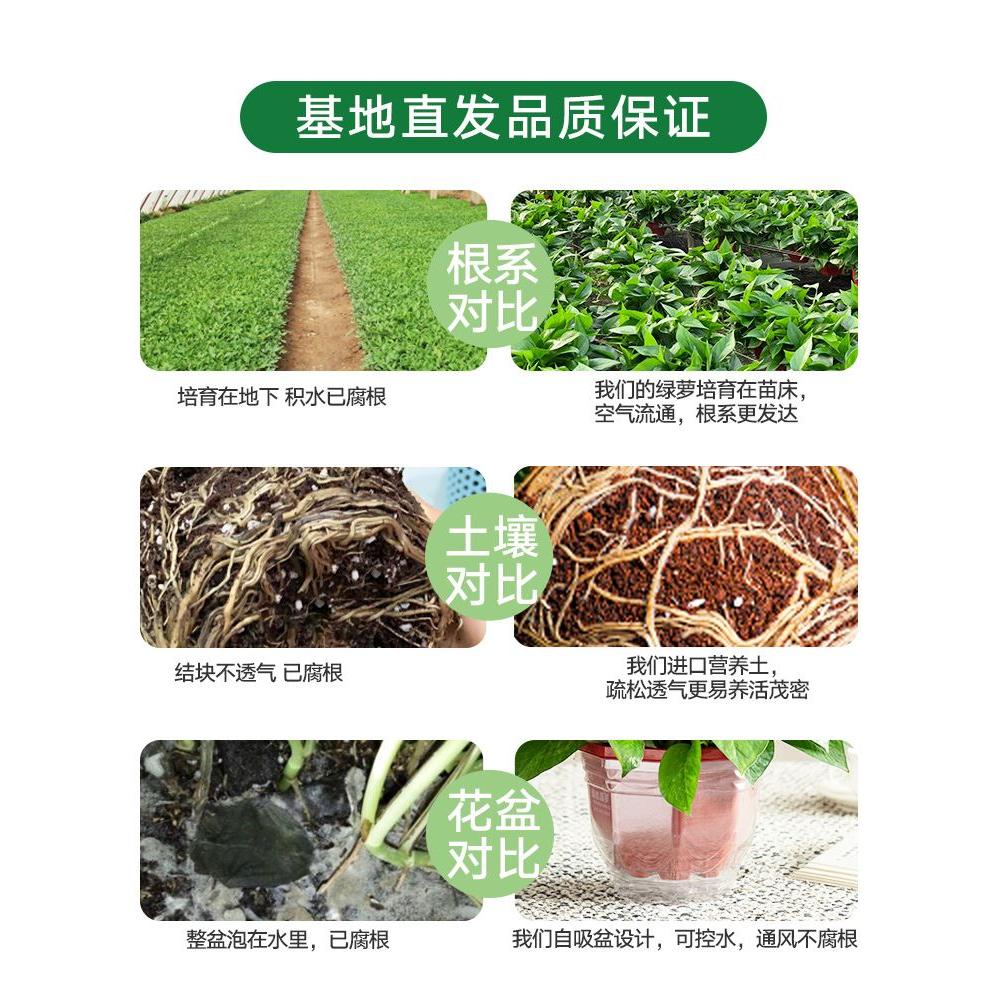 绿萝除甲醛盆栽植物净化空气室内水培花卉绿植办公室新房家用-图0