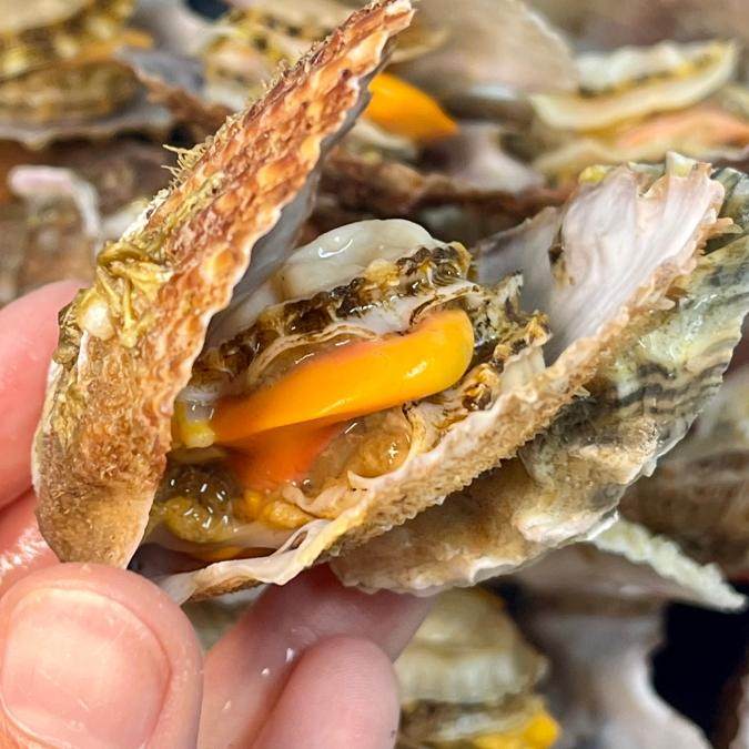 【拍前看页面购前须知】鲜活带壳栉孔扇贝约4/5/7斤 发顺丰快递,淘宝优惠券,粉丝福利购,淘宝优惠卷