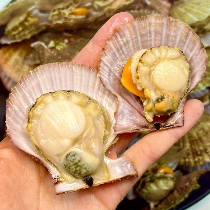 【拍前看页面购前须知】鲜活带壳栉孔扇贝约4/5/7斤 发顺丰快递,淘宝优惠券,粉丝福利购,淘宝优惠卷