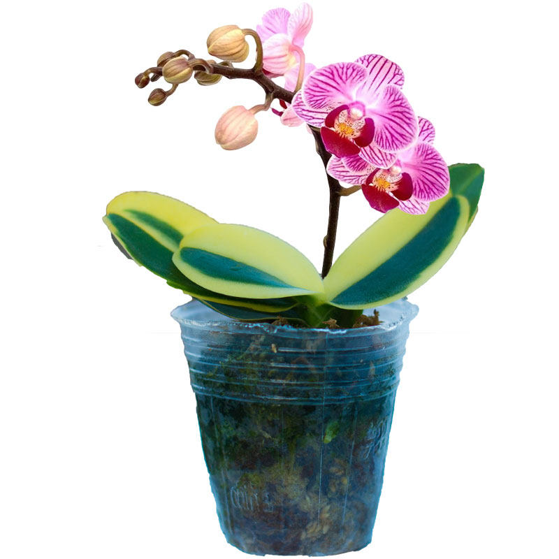 蝴蝶兰迷你金边兰花盆栽矮种金叶咖啡带花苞名贵花卉植物花苗绿植 集圆生物科技 淘优券