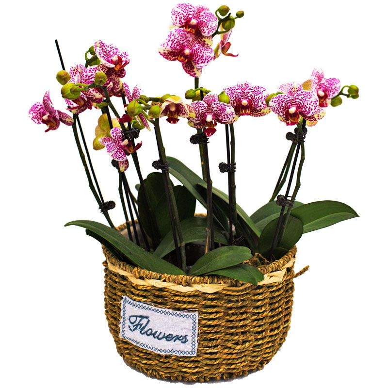 鹿特丹 带花蝴蝶兰配送懒人盆一个名贵盆栽花卉植物室内好养 集圆生物科技 淘优券