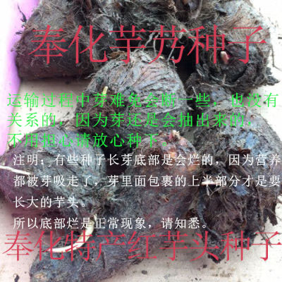 正宗宁波奉化芋艿头种子红芋发芽春种种苗大芋头种土特产 - 图3