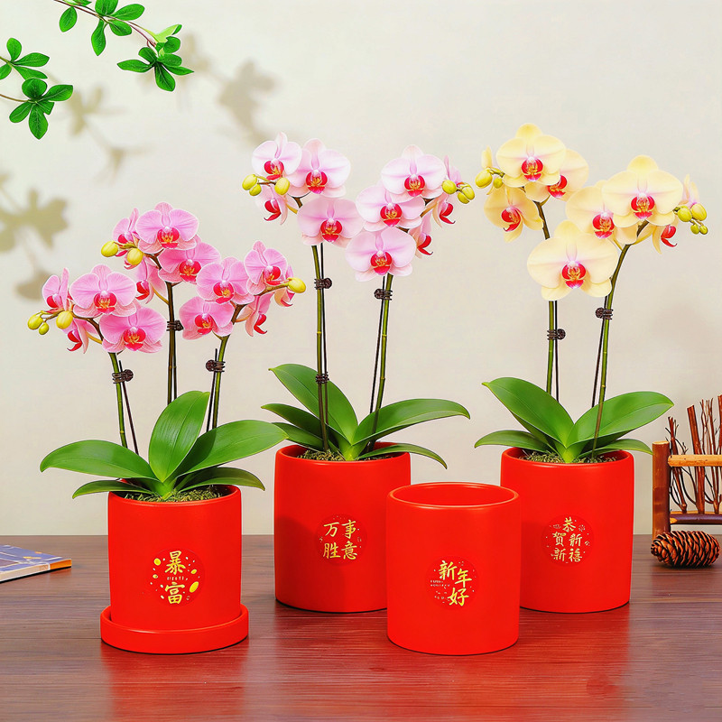 新年红色花盆创意中式喜庆鸿运当头陶瓷盆带托盘蝴蝶兰专用红花盆,淘宝优惠券,粉丝福利购,淘宝优惠卷
