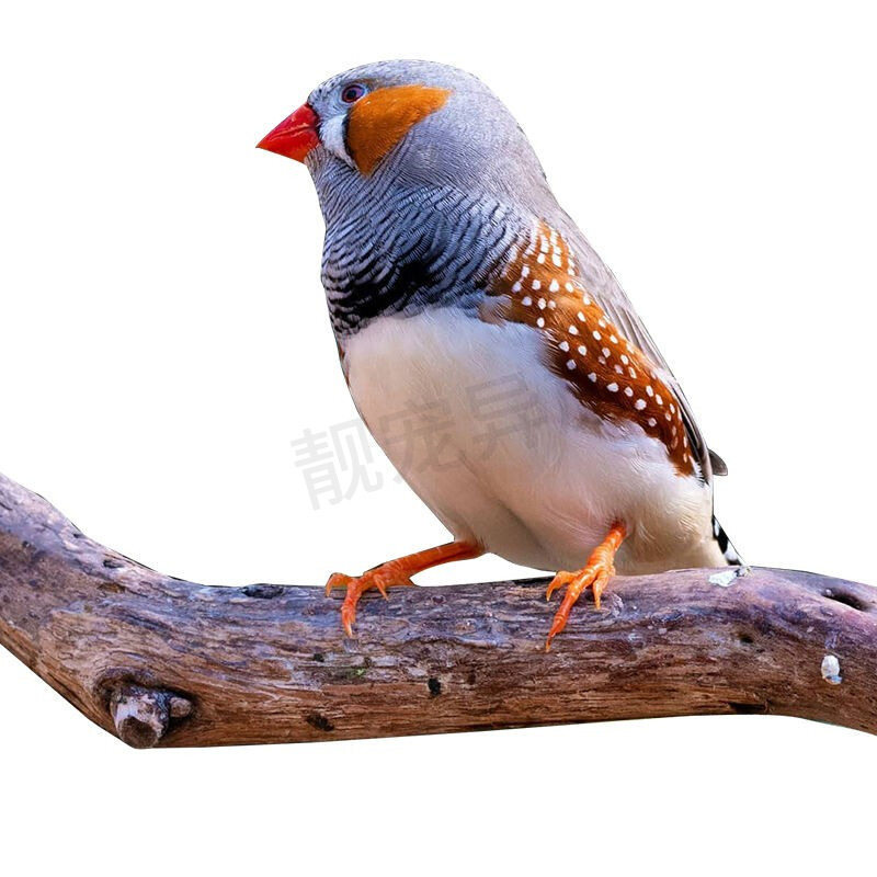 珍珠鸟活体一对白色灰色驼色观赏鸟繁殖白灰文鸟宠物鸟上手鸟包邮,淘宝优惠券,粉丝福利购,淘宝优惠卷