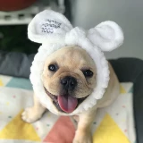 Питомец продает милый розовый милый маленький ангель