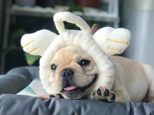 Питомец продает милый розовый милый маленький ангель