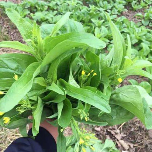 白菜苔菜种籽四季广东菜心白菜苔苗农家新鲜青菜蔬菜种子孑籽种 - 图0