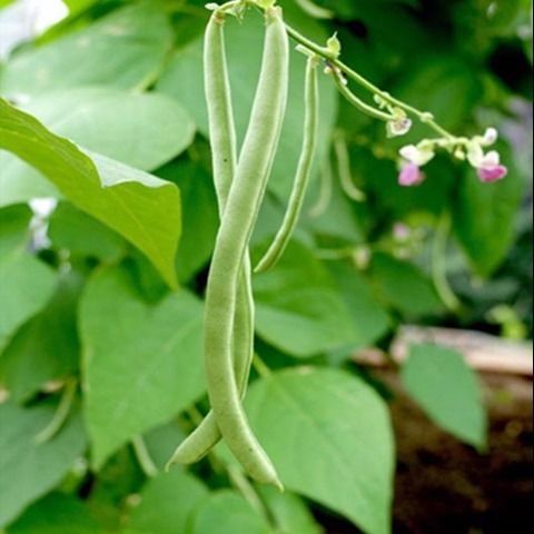 四季豆有架无架种子阳台播种豇豆蔬菜菜豆地豆架豆芸豆刀豆芸扁豆 - 图1