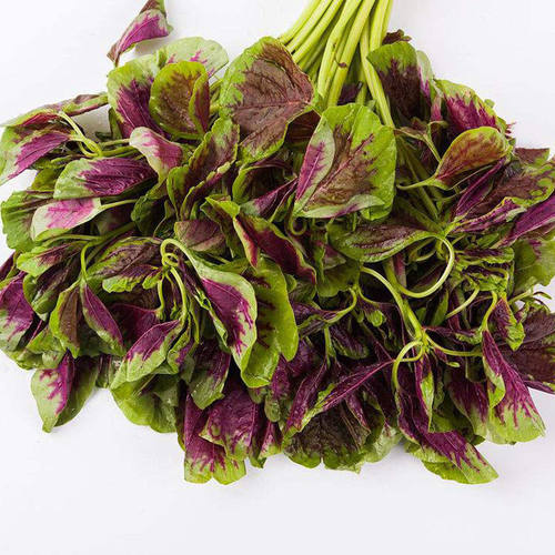 【新花红苋菜种子】四季播高产青菜种子苋菜籽阳台盆栽蔬菜种子 - 图1