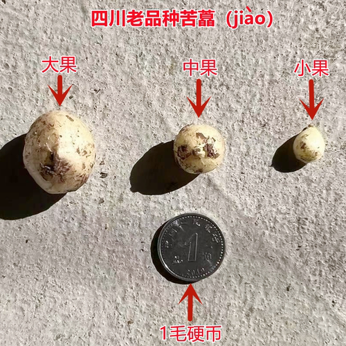 四川农家新鲜苦藠团葱小野蒜茭洋葱小根蒜苦蒜薤白荞头做咸菜炖汤 - 图0