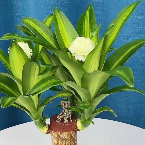 开花巴西木绿植盆栽室内桌面四季常青幸运木水培懒人花卉进口植物 - 图2