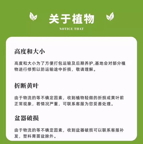 【特大盆栀子花】丛生香水重瓣盆栽大花卉植物室内带花苞四季好养 - 图3