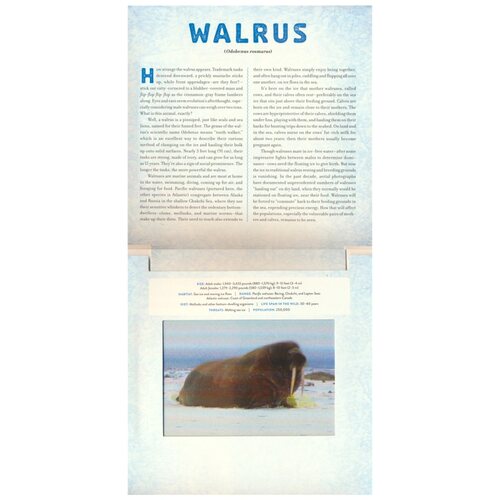 A Photicular Book 光与影视觉动画书系列 会动的3D图画书 Safari Ocean Polar Jungle Dinosaur 儿童百科科普 英文原版进口图书 - 图3