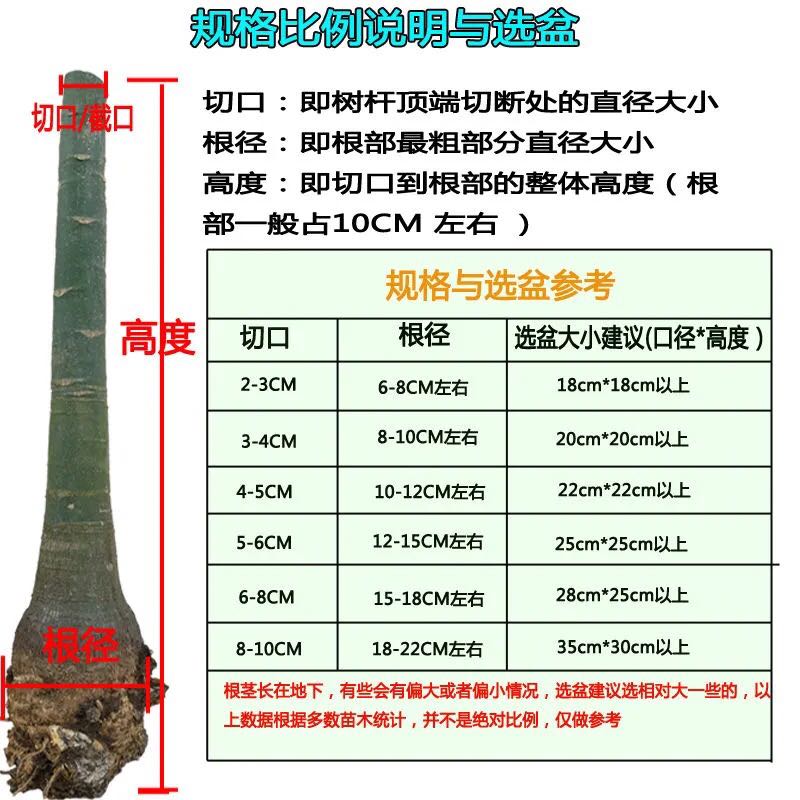 发财树大独杆室内绿植办公室客厅盆栽招财进宝吸甲醛美观大方 - 图0