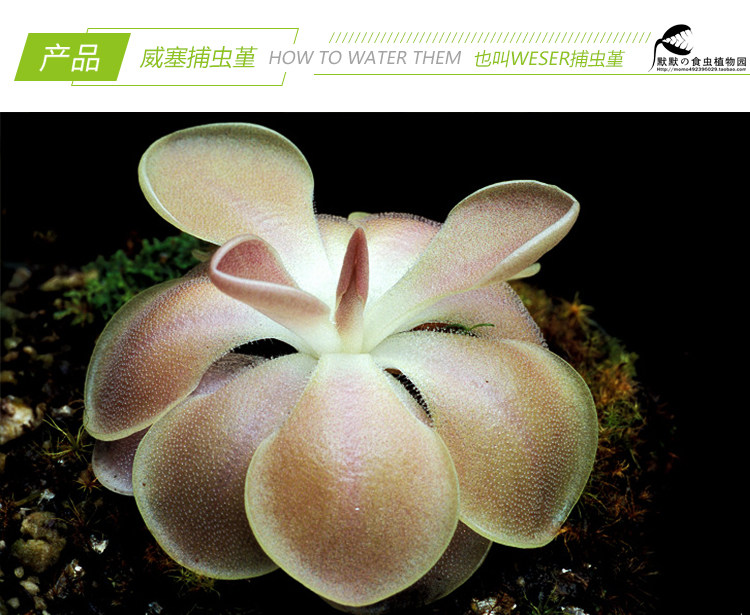 Weser威塞捕虫堇 食虫植物食人花驱蚊草喜阴多肉花卉盆栽包邮 默默的食虫植物 淘优券