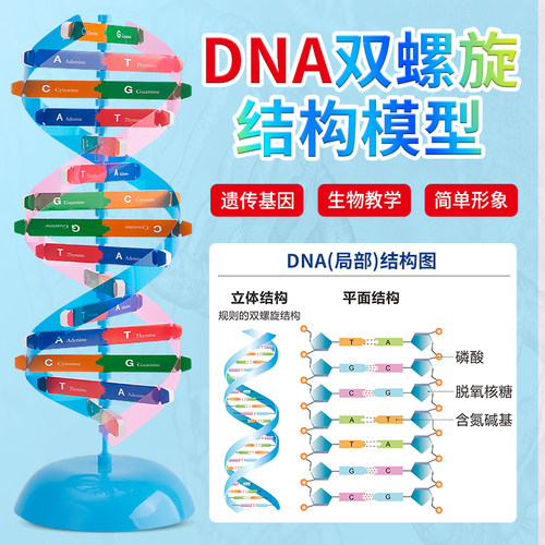 DNA分子双螺旋结构模型 初高中生物ACTG碱基对遗传基因 小学生手工DIY小制作 小学科学生命科学教学仪器器材 - 图3