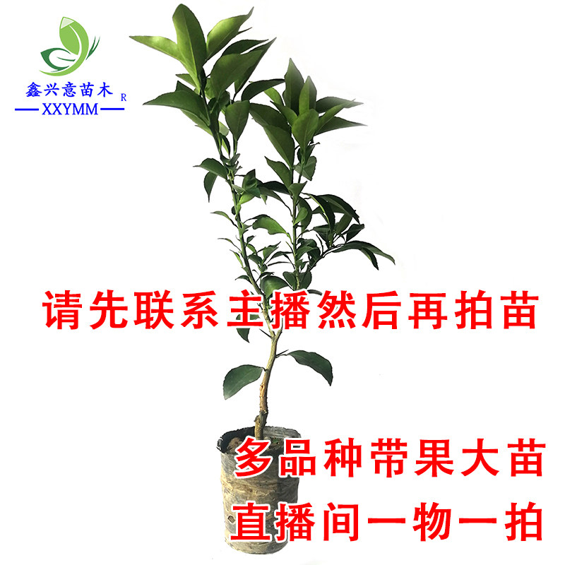 直播间一物一拍专用【接受掉果才拍】路上颠簸有掉果现象 新1,淘宝优惠券,粉丝福利购,淘宝优惠卷